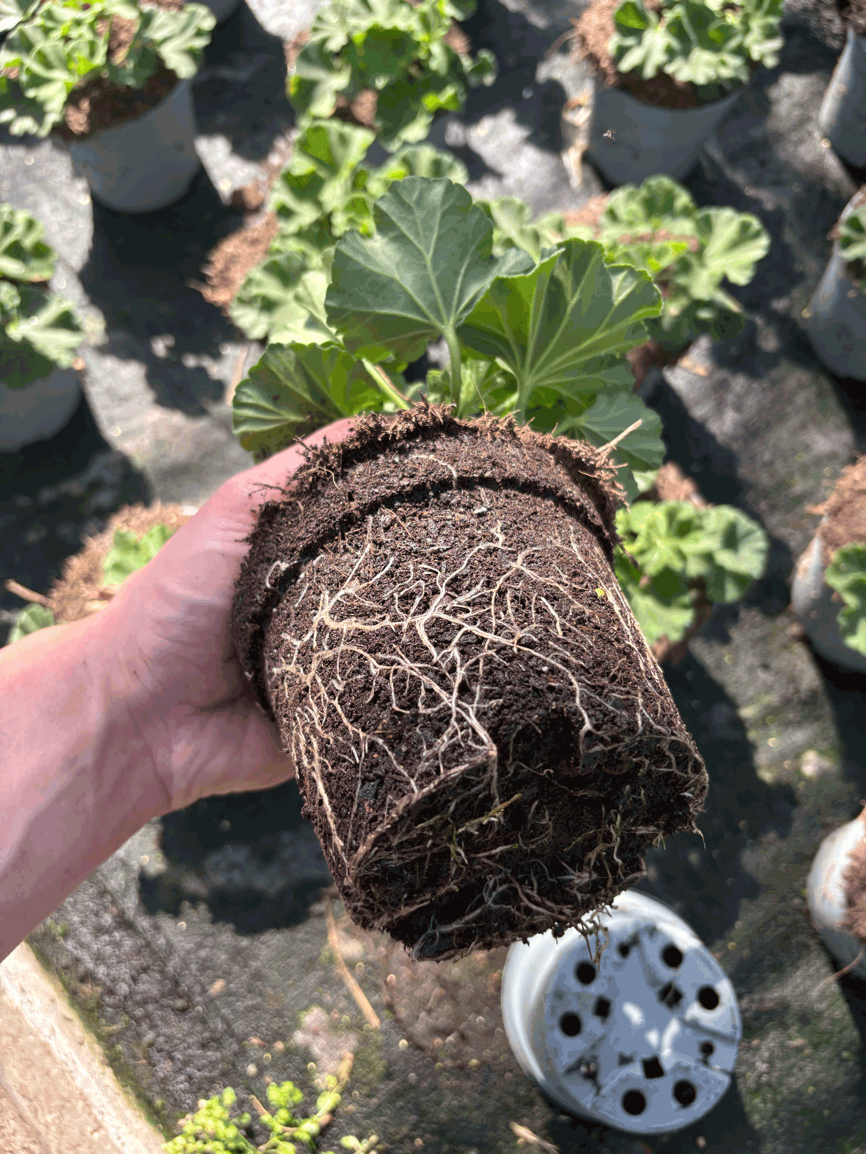 Es werden Kräuterpflanzen gezeigt.